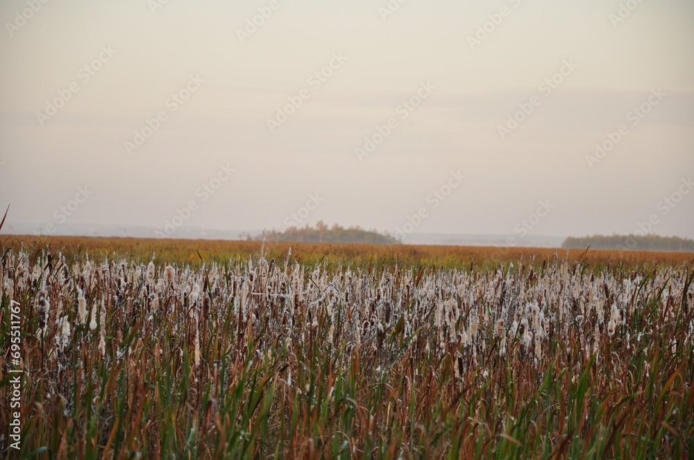 Bagienne łąki terenów zalewowych rzeki Biebrzy. - obrazy, fototapety, plakaty 