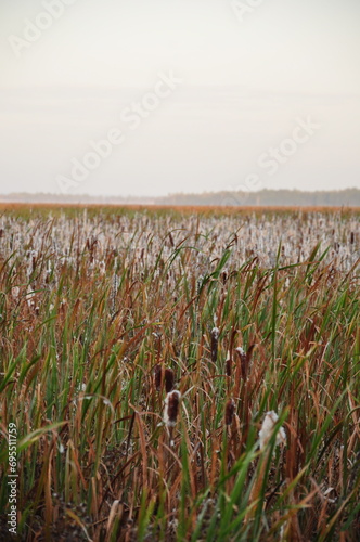 Bagienne łąki terenów zalewowych rzeki Biebrzy.