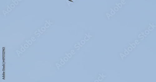 Low angle footage of bird flying in a clear blue sky