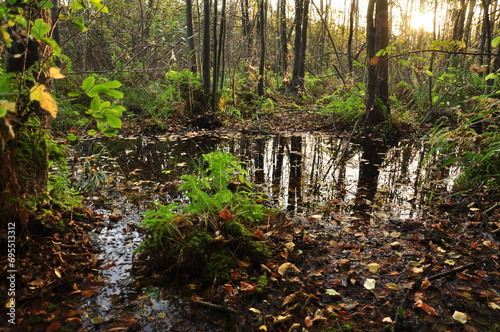 Bagno leśne, teren podmokły.