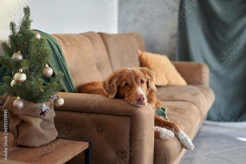 A pensive Nova Scotia Duck Tolling Retriever dog rests on a sofa beside a festive tree, contemplating the holiday season photo