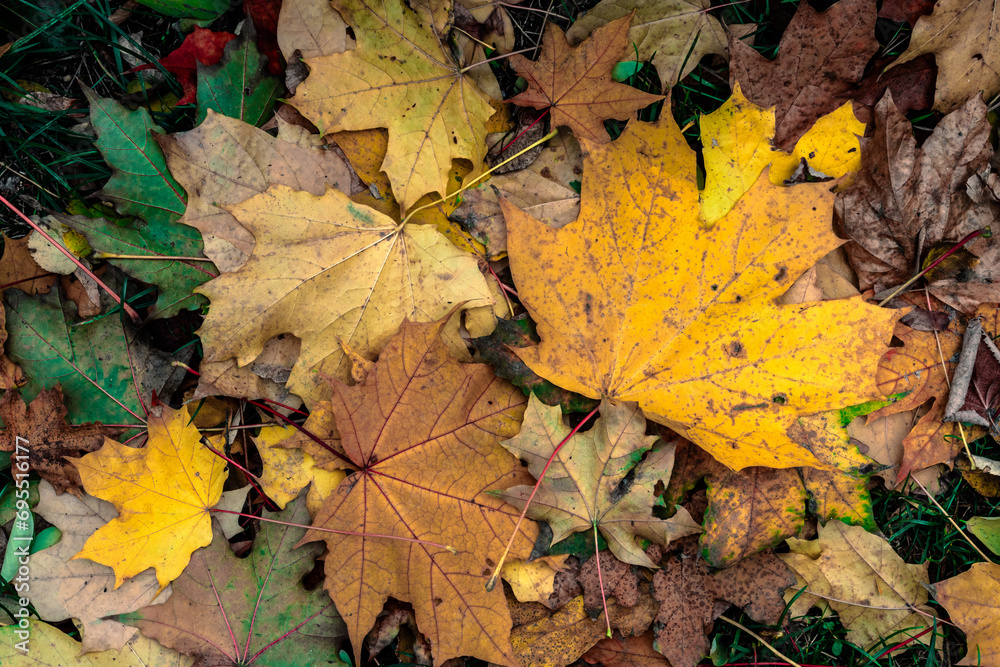 Autumn maple leaves cover the ground. Brown, yellow and green leaves on the ground