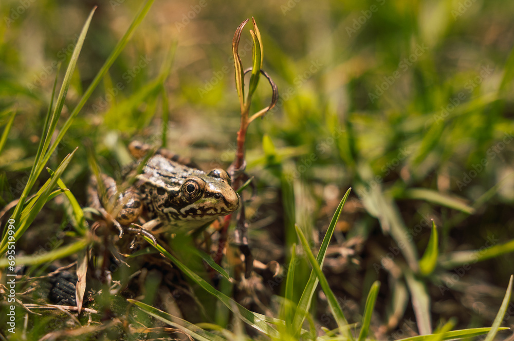 Common frog (Pelophylax perezi) standing near a lake hidden in the grass.