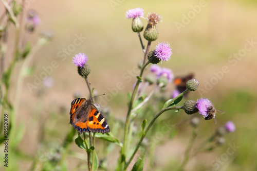 Closeup of Small Tortoiseshell butterfly,Aglais urticae on Thistle flower in summer photo
