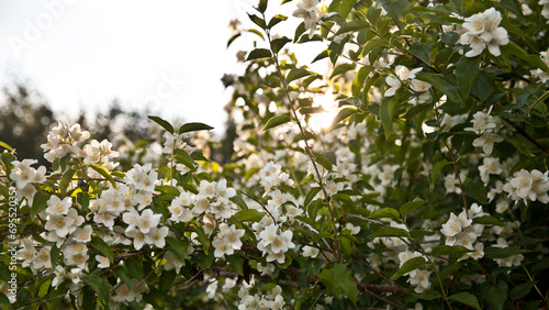 close up of jasmine flowers in a garden