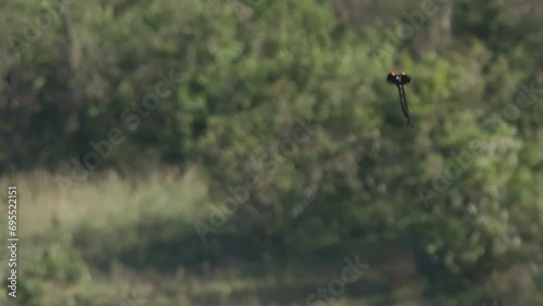Long lens pan of a long-tailed widowbird (Euplectes progne) flying around for mating display during the morning in Africa. photo
