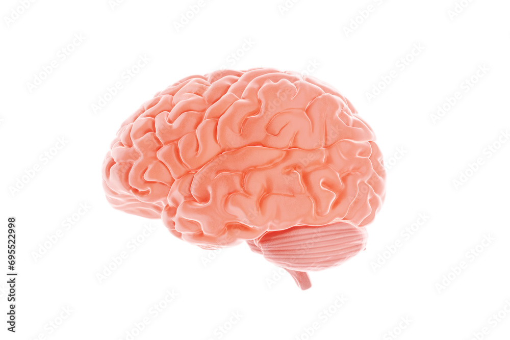 Human brain isolated on a white background. 3D rendering, 3D illustration, photorealism. Human brain isolated on a white background. 3D rendering, 3D illustration, photorealism.