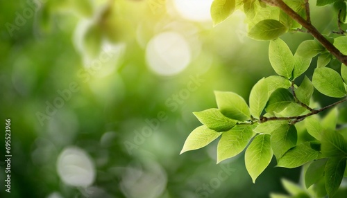 close up of nature view green leaf on blurred greenery background under sunlight with bokeh and copy space using as background natural plants landscape ecology wallpaper concept