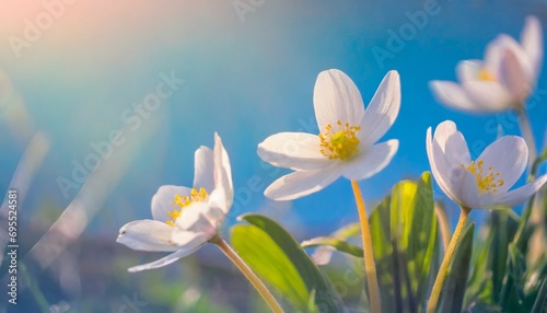 spring forest white flowers primroses on a beautiful gentle light blue background macro floral desktop wallpaper a postcard romantic soft gentle artistic image free space for text © Adrian