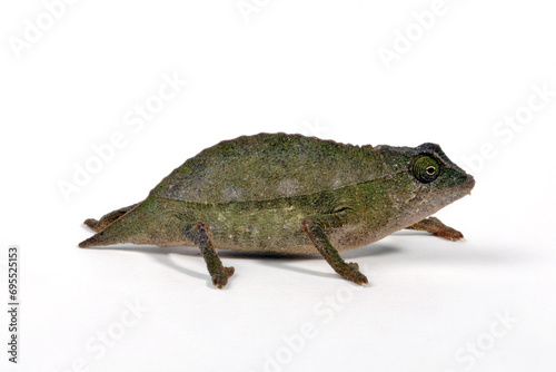 Tansania-Zwergchamäleon // Bearded leaf chameleon (Rieppeleon brevicaudatus / Rhampholeon brevicaudatus)