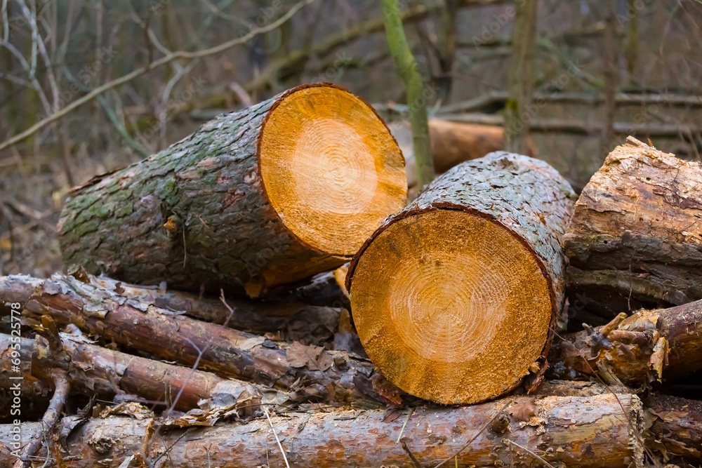 closeup heap of pine tree trunk lie in forest closeup heap of pine tree trunk lie in forest