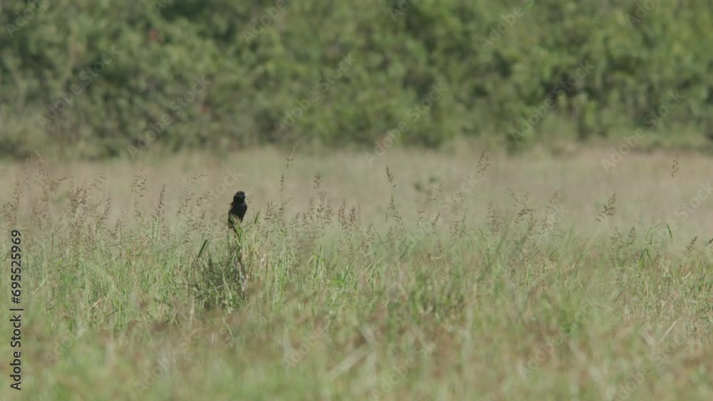 Long lens of a long-tailed widowbird (Euplectes progne) scanning the area from tall grass during the morning in Africa. Long lens of a long-tailed widowbird (Euplectes progne) scanning the area from tall grass during the morning in Africa.