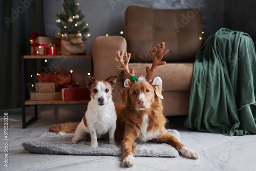 Two dogs, a Jack Russell Terrier and a Nova Scotia Duck Tolling Retriever, pose with festive reindeer antlers in a warmly lit holiday setting