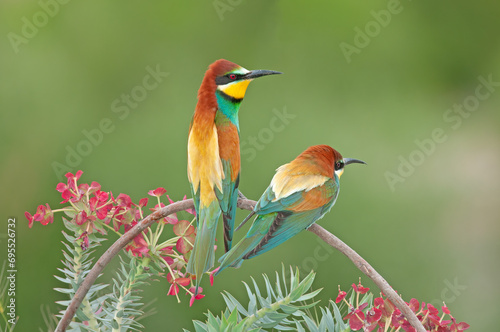 European Bee-eaters, Merops apiaster on the branch. Green background. Colourful birds. Back detail.