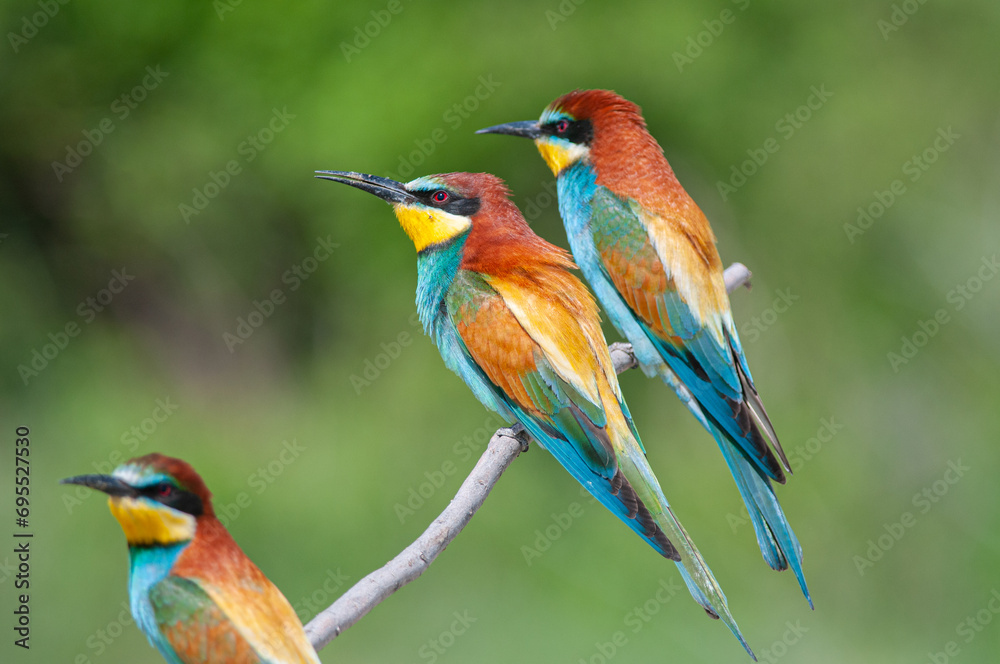 European Bee-eaters, Merops apiaster on the branch. Green background. Colourful birds. European Bee-eaters, Merops apiaster on the branch. Green background. Colourful birds.