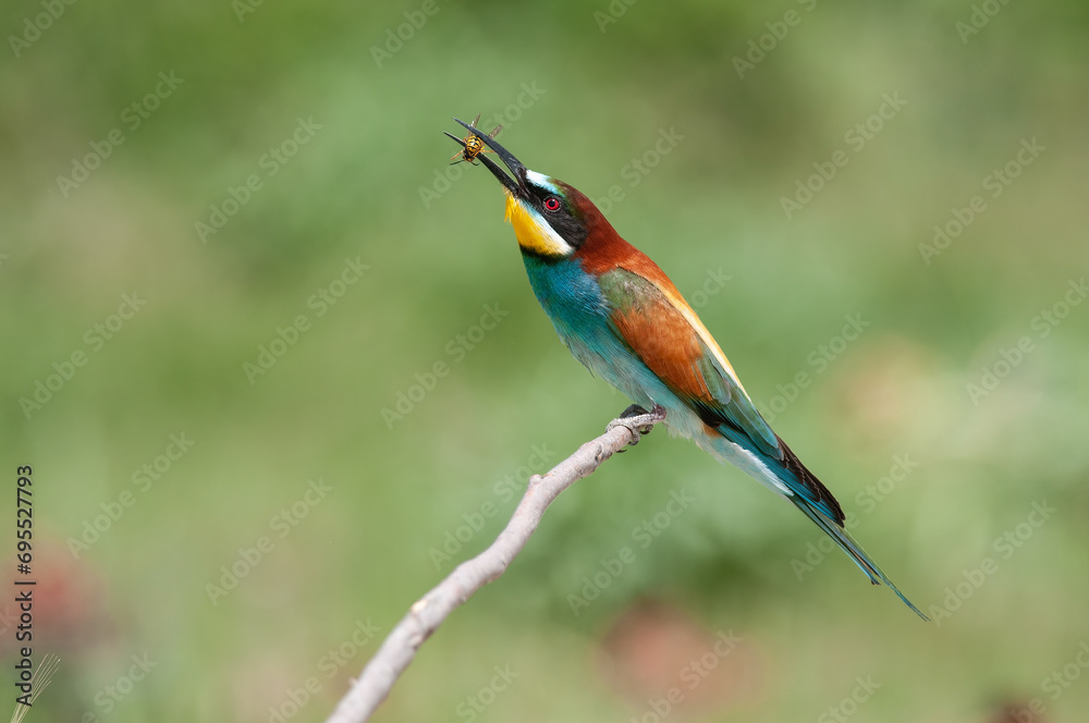 Bee-eating European Bee-eater, Merops apiaster. Green background. Colourful birds.