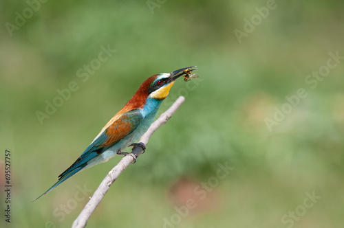 Bee-eating European Bee-eater, Merops apiaster. Green background. Colourful birds.