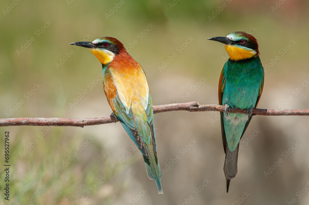 European Bee-eaters, Merops apiaster on the branch. Green background. Colourful birds. Back detail. European Bee-eaters, Merops apiaster on the branch. Green background. Colourful birds. Back detail.