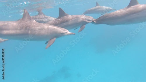 Spinner dolphin pod playing under the water surface in the Red Sea, Egypt