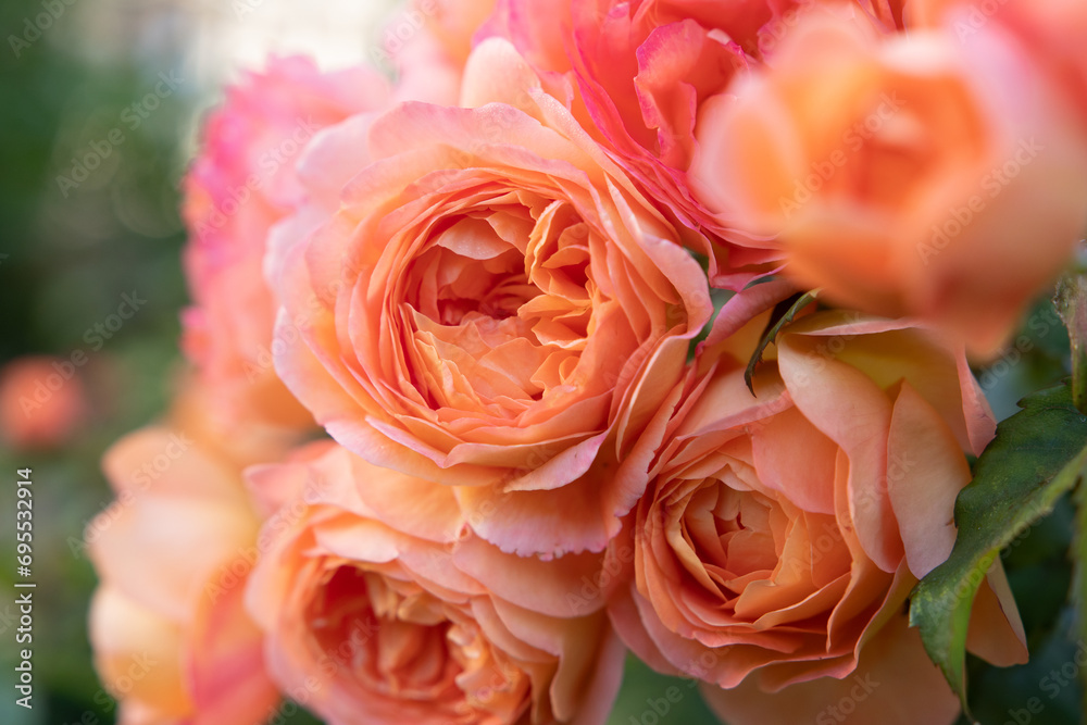 amazing royal double pink-apricot color roses blossom in garden. close up shot. amazing royal double pink-apricot color roses blossom in garden. close up shot.