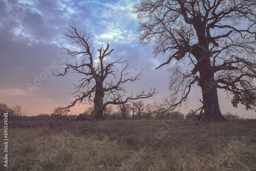 Wallpaper Mural Old oaks. Dusk in Rogalin Landscape Park. Grazing meadows on the floodplains - Warta river valley. Torontodigital.ca