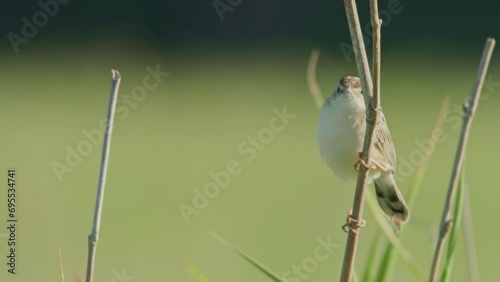 long lens of a zitting cisticola (Cisticola juncidis) bird scanning the area while hanging from a branch during the morning in Africa. photo