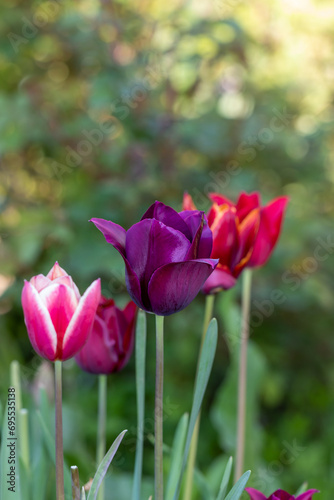 Composition of three tulips of different colors