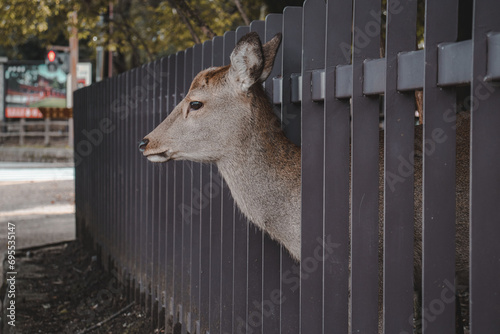 cute nara deer sticking its head out between a fence photo
