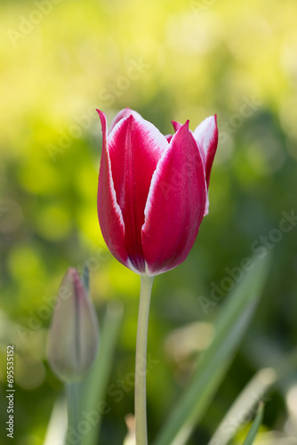 Bicolor tulip burgundy with white border