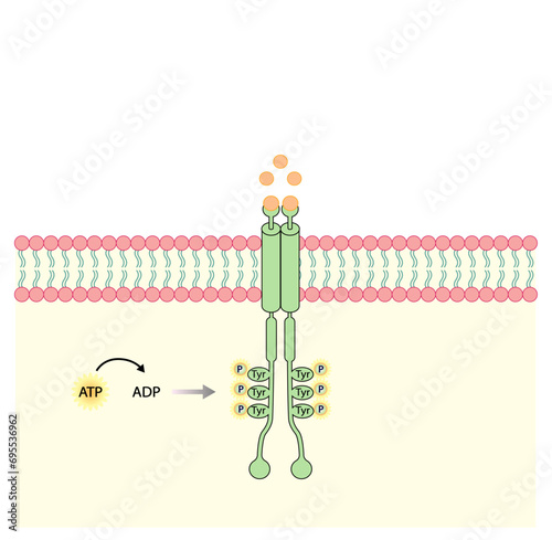 Tyrosine kinase receptor. Dimerization, phosphorylation, activation and cellular response. Cell membrane receptors for ligands as growth factors and cytokines binding. Insulin receptor. vector design