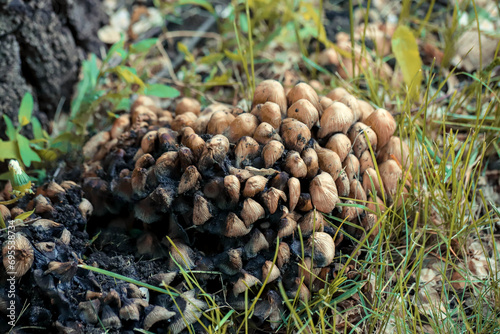 Closeup of partially rotten forest mushrooms of coprinellus genus as a natural background. Group of coprinus fungi