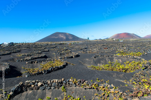 Wine growing district of la geria. Tratitional culitvation of vines in a lava field near Timanfaya national park. Lanzarote, Spain, Europe photo