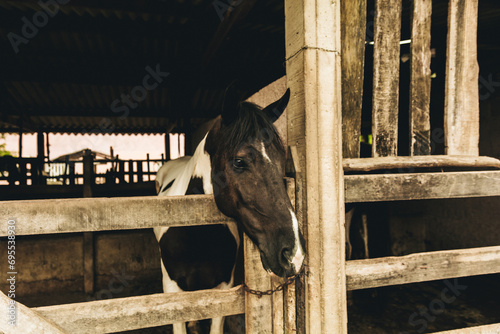 Cavalo no estábulo photo