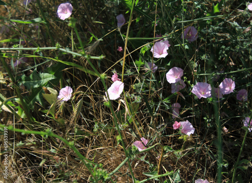 Convolvulus holosericeus plant, most beautiful colorful of summer grown in soil, Convolvulaceae family. blooms as bright pink color. mature magnificent, macro, flower summer sun nature background
 photo