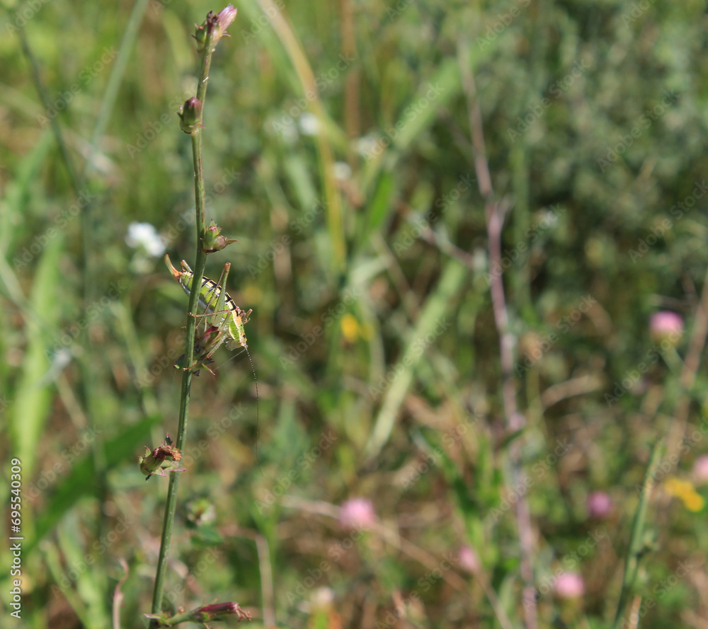 A tiny beautiful insect grasshopper perched on thin, elegant green grass and herbs in summer. A jumping grasshopper with a delicate green-patterned body is sunbathing. A tiny beautiful insect grasshopper perched on thin, elegant green grass and herbs in summer. A jumping grasshopper with a delicate green-patterned body is sunbathing.