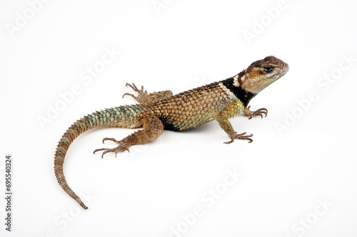 Mexikanischer Stachelleguan // Crevice Spiny Lizard (Sceloporus poinsetti)