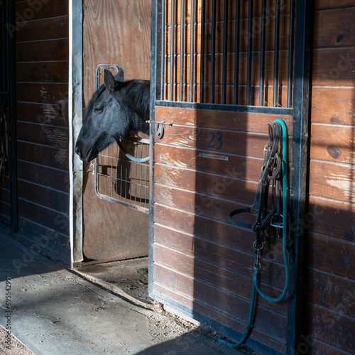 A black horse in an interior stall photo