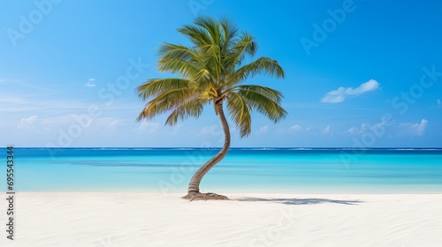 Eagle beach in aruba is a beautiful place to view a palm tree on the white sand with a beautiful view © Akbar