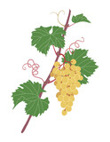 Simple Grape Vine with White Grapes Bunch.