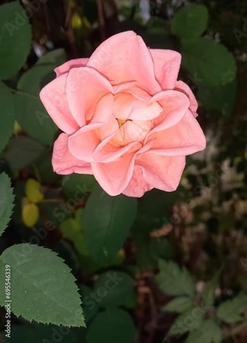 pink rose in garden