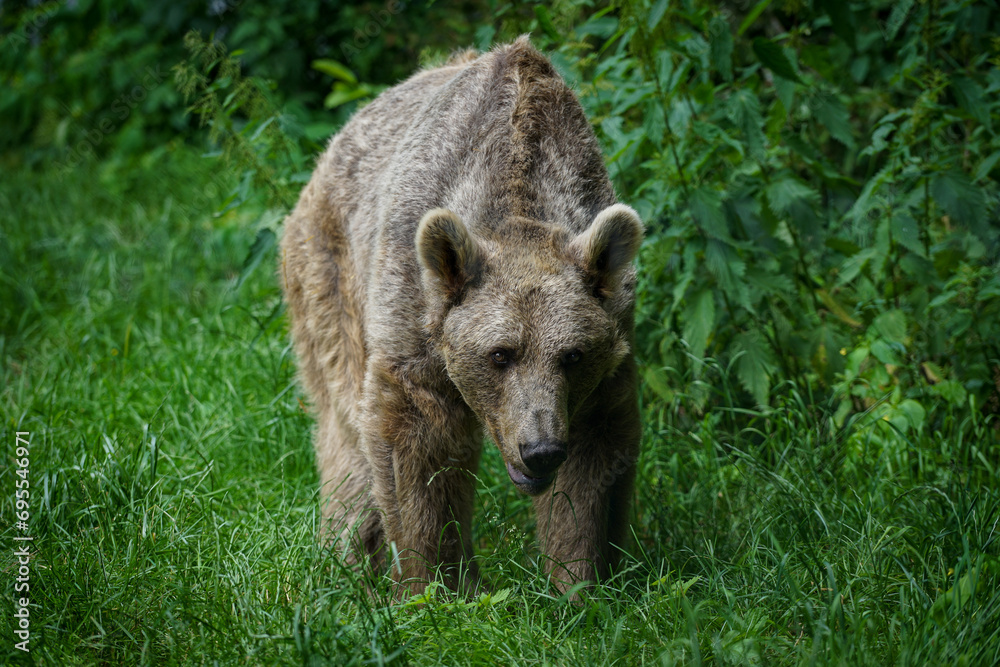 Portrait of a majestic brown bear walking in grass