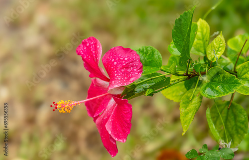 Fleur rose d'hibiscus