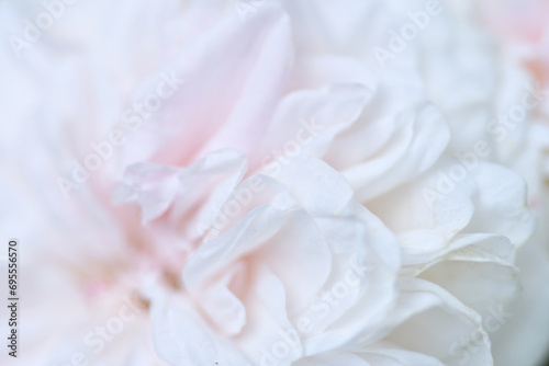 beautiful soft pink wedding roses flower bloming background. macro shot. cloudy © anakondasp