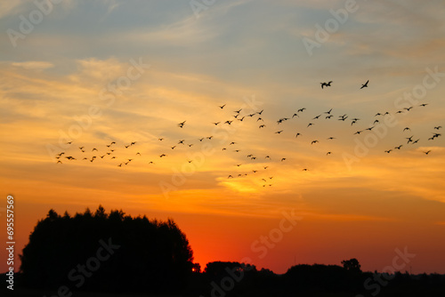 sunset in masuria with flying birds
