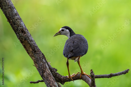 The white-breasted waterfowl is a waterbird of the rail and crake family Rallidae, widespread throughout South and Southeast Asia. They are dark colored birds with a clean white face, chest and belly. photo