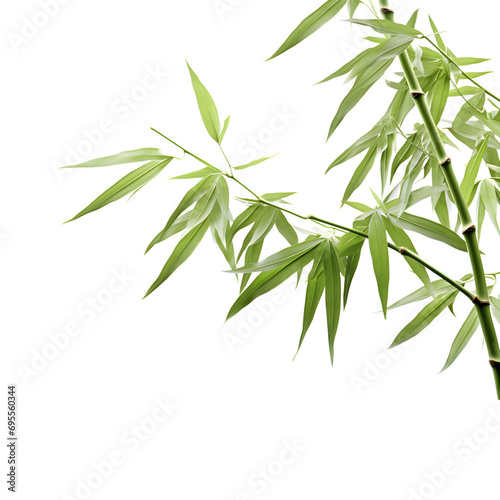 branches of bamboo isolated on transparent background, cut out, png