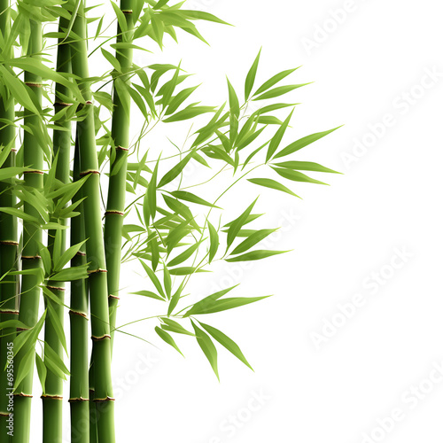 branches of bamboo isolated on transparent background  cut out  png