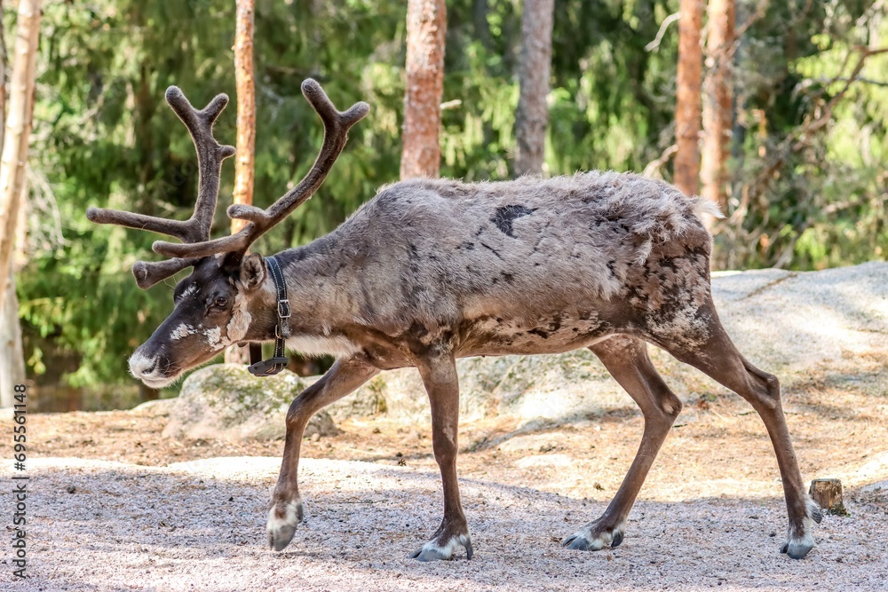 Fototapeta premium Helsinki, Finland