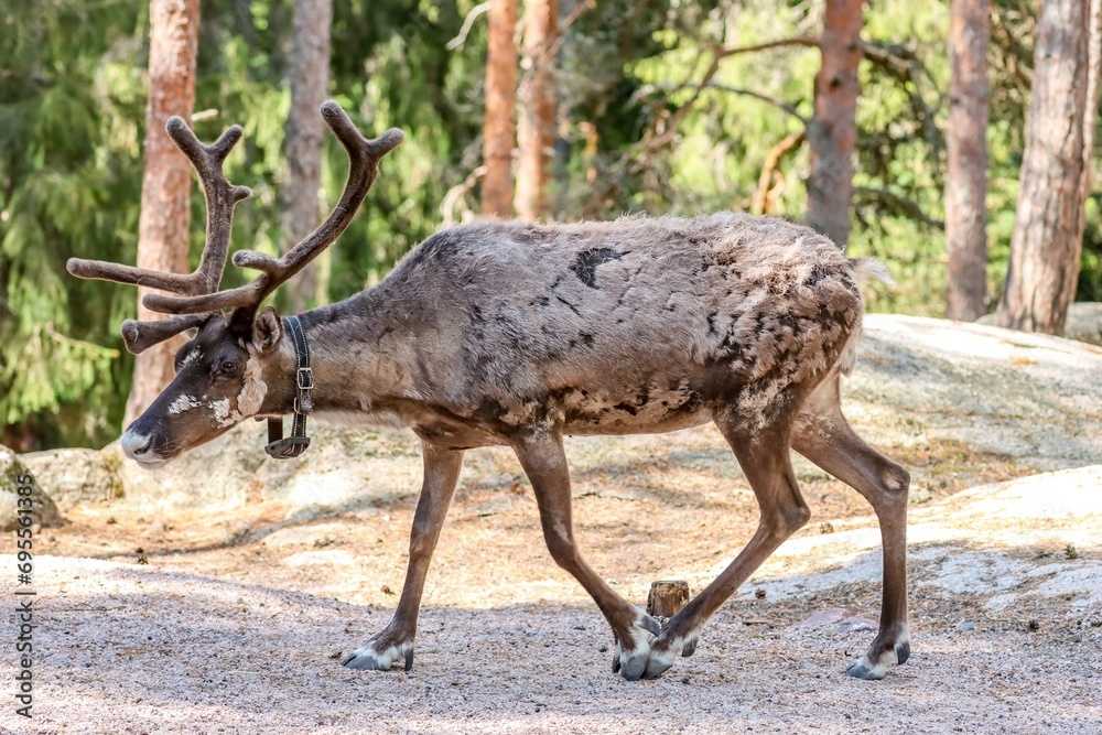Fototapeta premium Helsinki, Finland