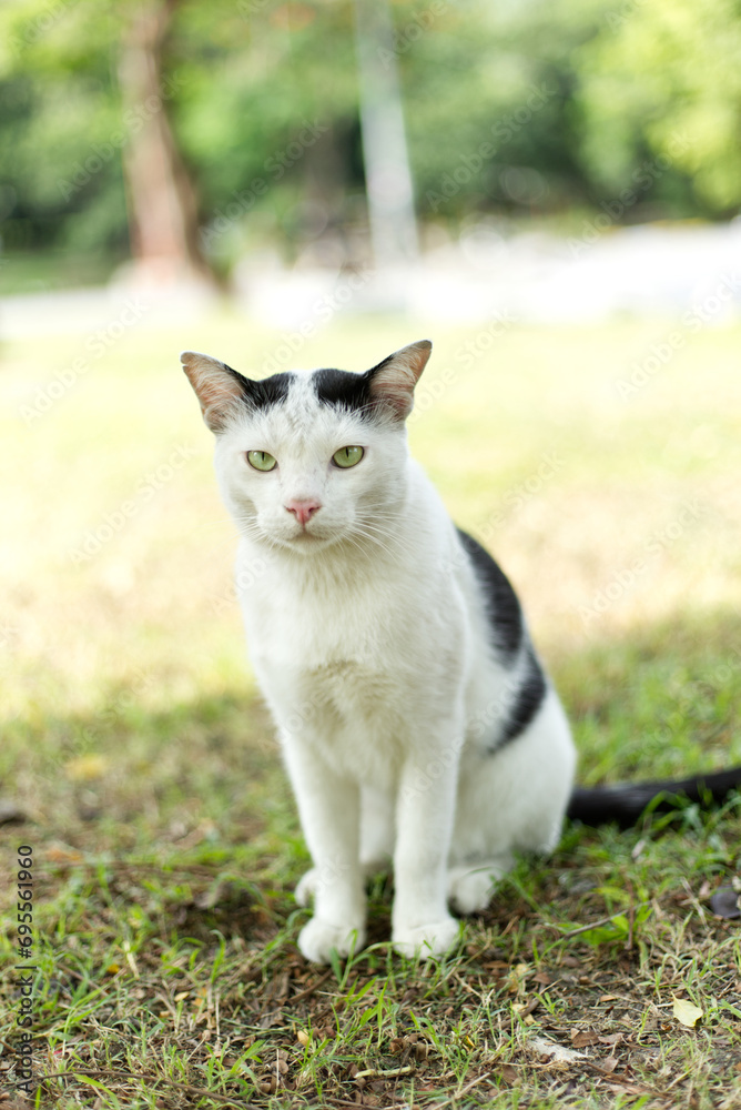 Harlequin black white cat cow homeless street Stray cat on the grass floor ground Harlequin black white cat cow homeless street Stray cat on the grass floor ground